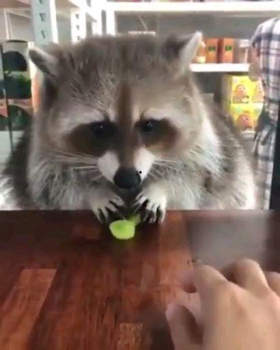 娱乐吃瓜酱小动物视频,小动物娱乐视频大盘点