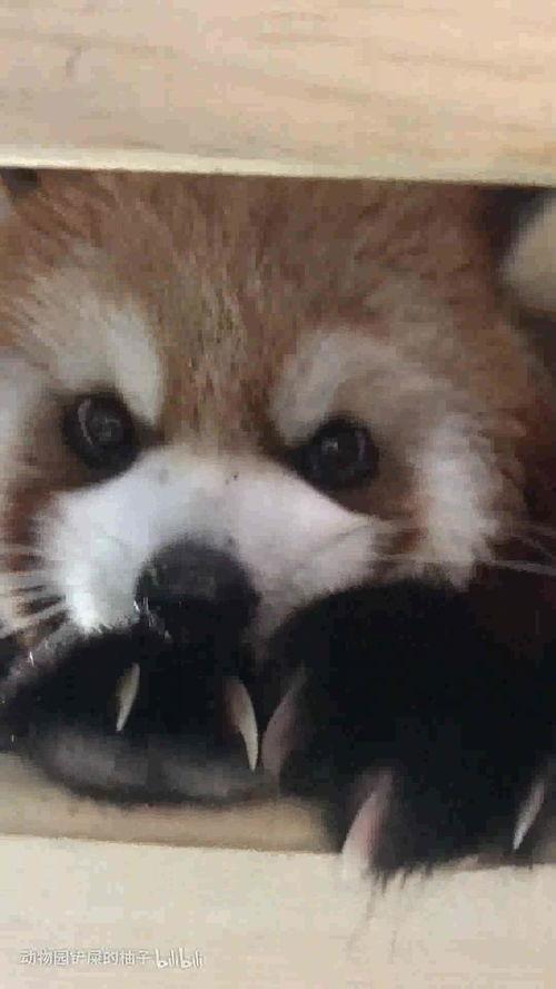 娱乐吃瓜酱小动物视频,小动物娱乐视频大盘点